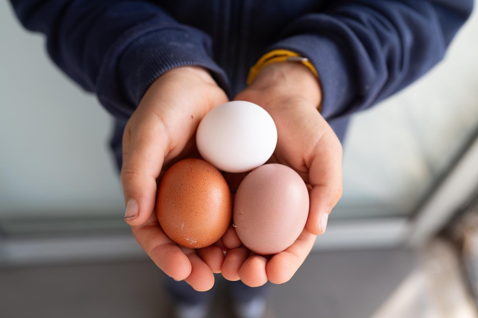 Whether standard white or premium brown cage-free, no carton is inherently immune to contamination. A pair of hands holds a trio of diverse egg varieties, illustrating how recent safety alerts span multiple labels and styles.