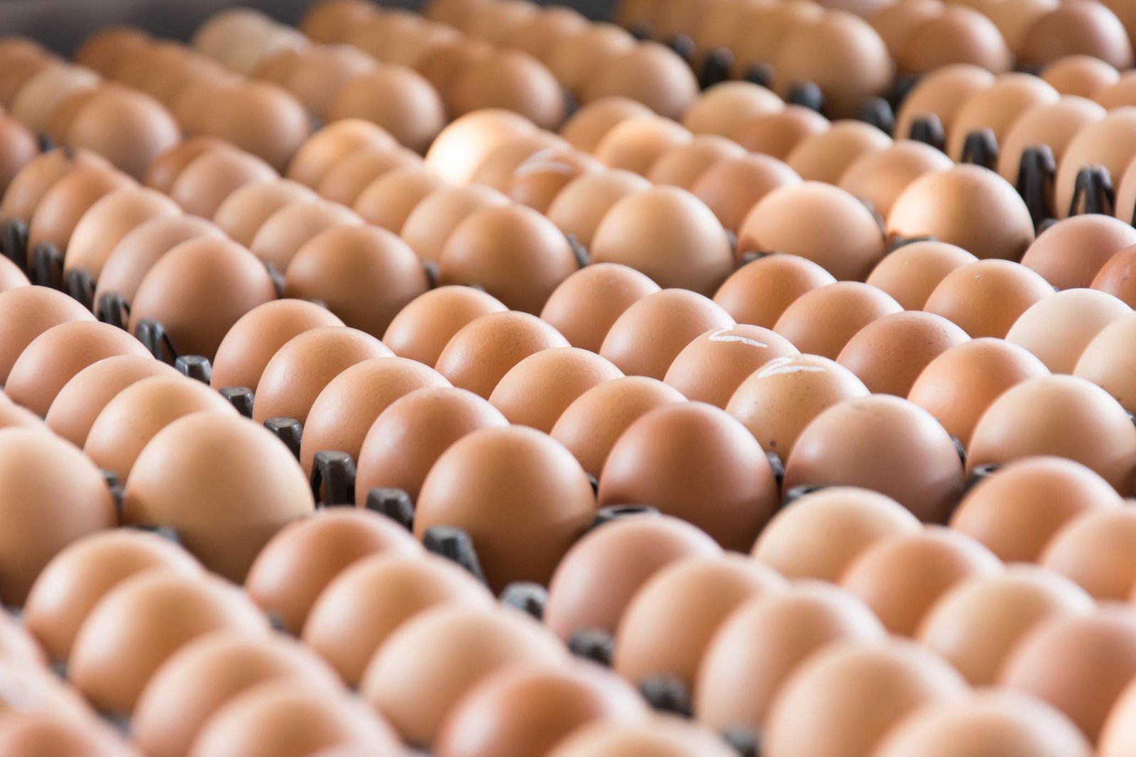 The massive food safety warning involves both standard white shell eggs and brown cage-free shell eggs. This unexpected headache originated at two specific production facilities located in Texas.
